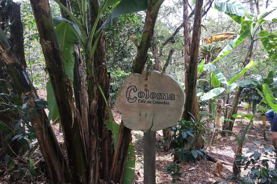 From Bogotá: Coffee Farm Experience Private Day Tour - Entering Hacienda Coloma’s coffee estate