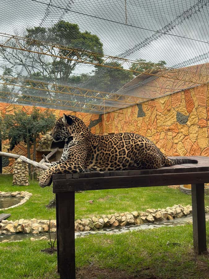 From Bogota: Jaime Duque Park and zoo with ticket included - Bioparque Wakatá: 500 animals and 120 species