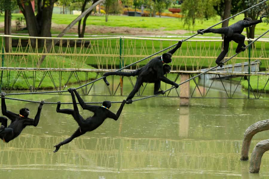 From Bogota: Jaime Duque Park and zoo with ticket included - How to use four hours wisely