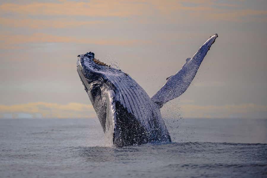 From Cali: Whale Watching Day Trip in Buenaventura - Why the whales make this Cali day trip special