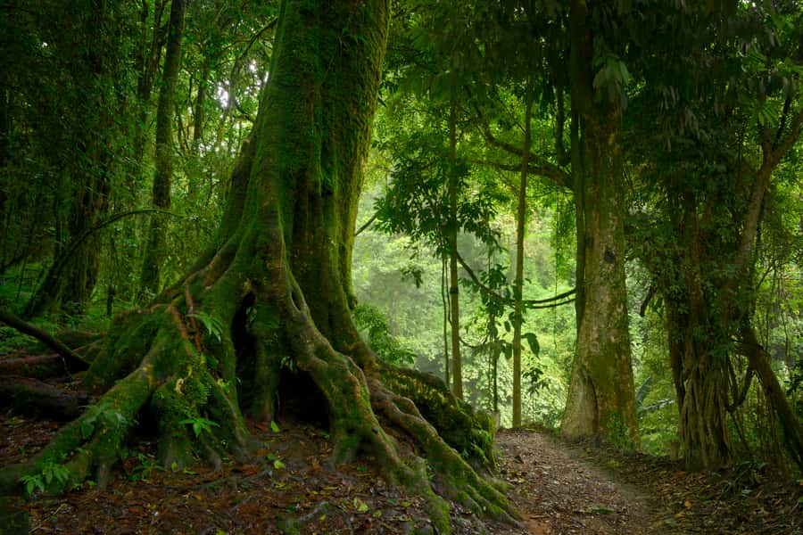 From Leticia: Wild Amazonas Adventure 4-Day Tour - Why this four-day Amazon route works