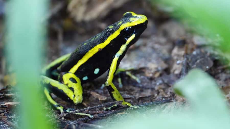 From Leticia: Wild Amazonas Adventure 4-Day Tour - Day two, Puerto Nariño and a Tikuna family dinner