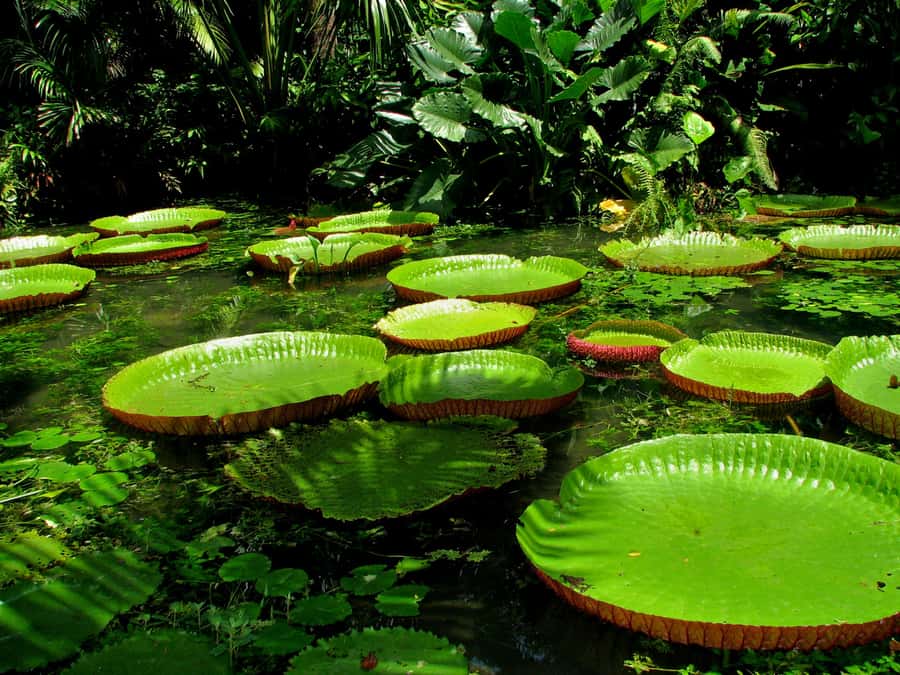 From Leticia: Wild Amazonas Adventure 4-Day Tour - Comfort, weather, and what to pack