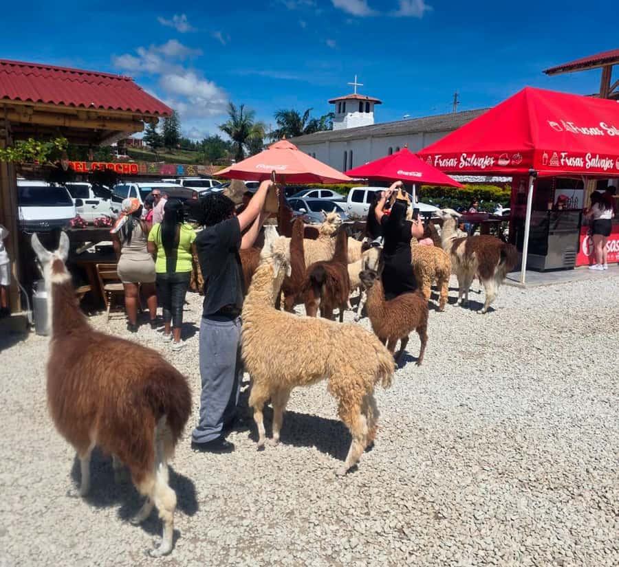 From Medellin: Guatapé & Peñol Rock with Boat & farm animals - Alto del Chocho and the animal stop
