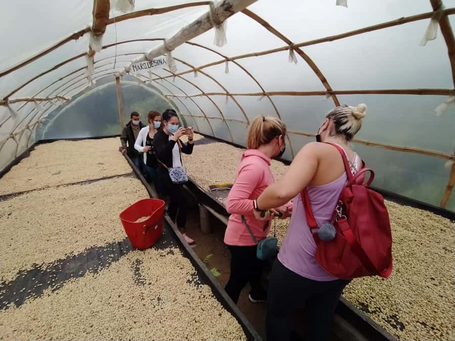 From Medellin: Private Envigado Coffee Tour with Tastings - Picking your own beans at a working plantation