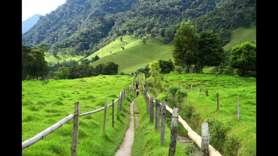 From Salento: Cocora Valley Hiking Tour with Lunch - Why Cocora Valley is worth the morning trip