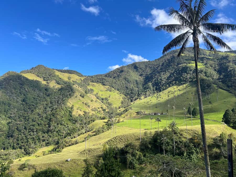From Salento: Cocora Valley Shared Tour - What the guide adds to the scenery