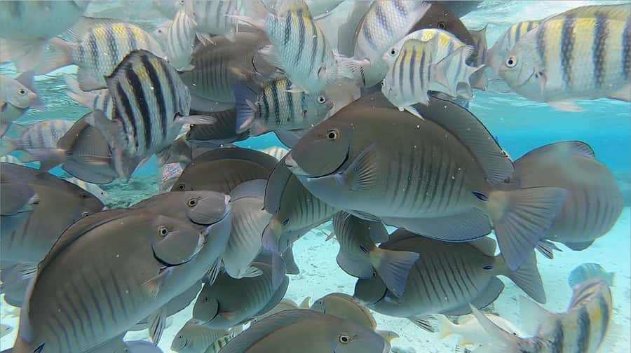 From San Andres: Cayo Acuario Tour - The 15-minute speedboat ride