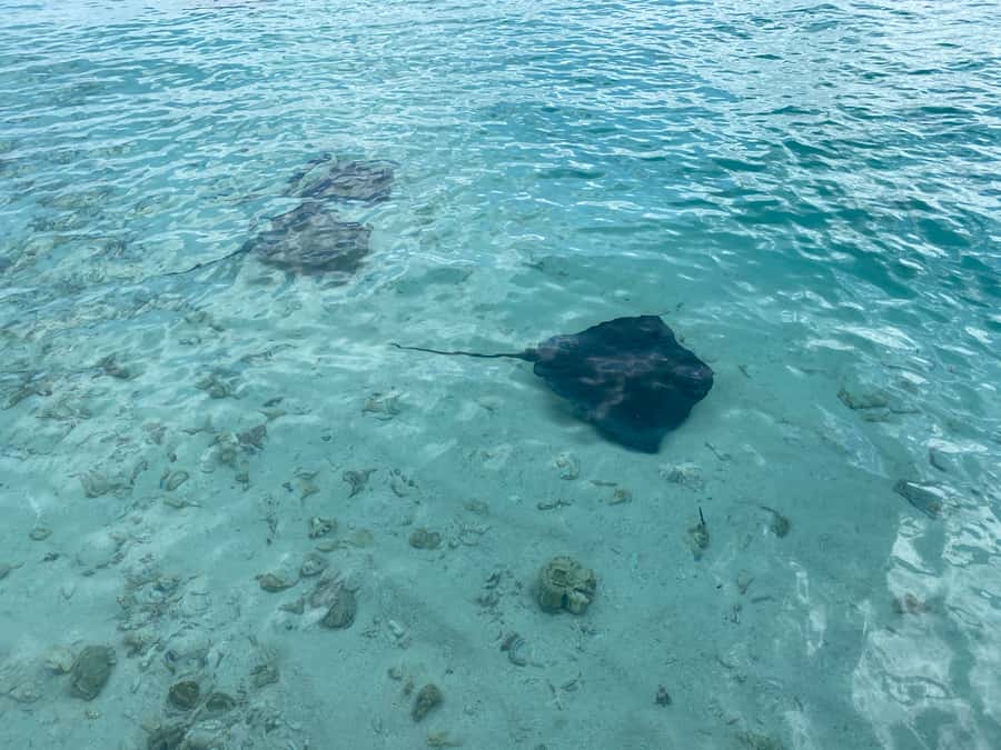 From San Andres: Cayo Acuario Tour - What is not included, and why it matters
