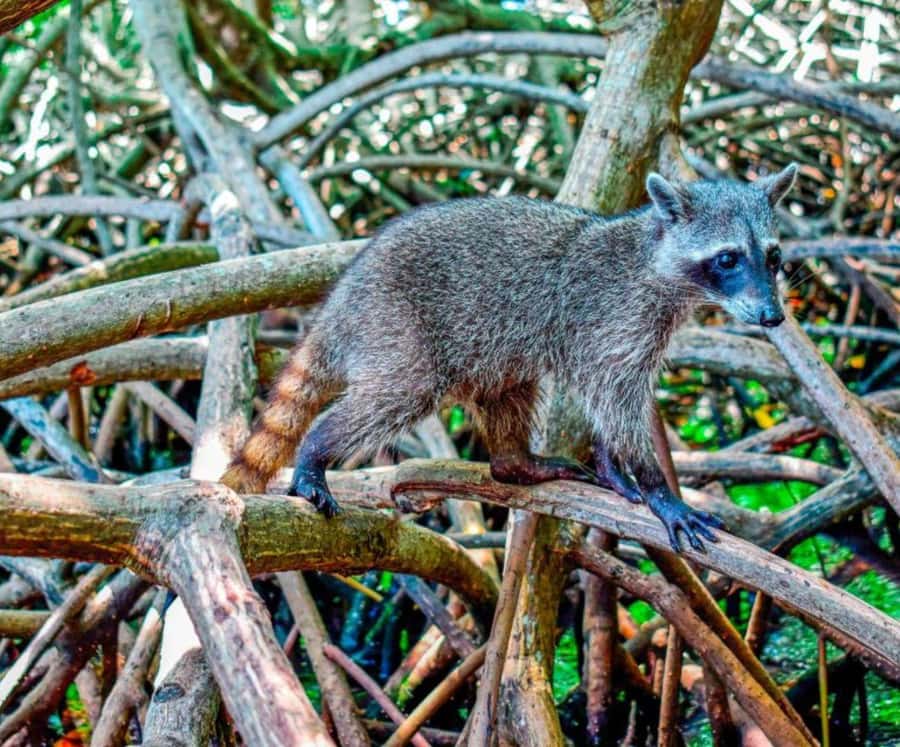Full Day Barú island: Mangrove +Snorkel + Sunset + Plankton - Why the plankton swim makes this Barú tour different