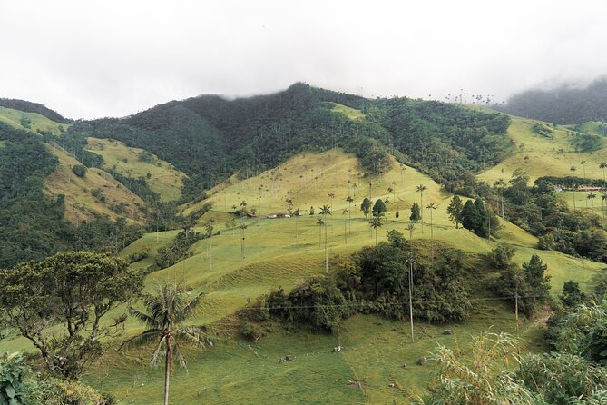 Full Day Climbing The Cocora Valley with Lunch - The trail to Acaime Natural Reserve