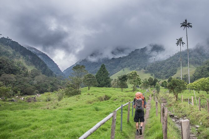 Full Day Climbing The Cocora Valley with Lunch - The first stop: wax palms and wide mountain views