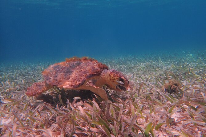 Half Day Snorkeling Tour Caye Caulker - What this three-hour trip is really like