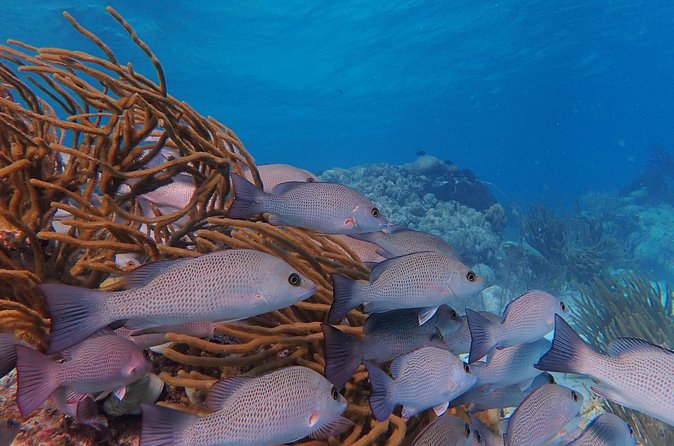 Half Day Snorkeling Tour Caye Caulker - South Channel and the manatee search