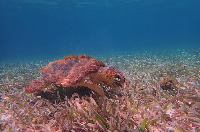 Half Day Snorkeling Tour Caye Caulker - Shark and Ray Alley in the marine reserve