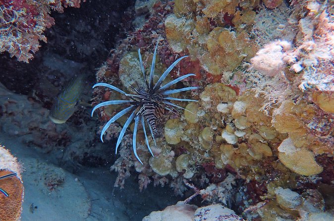 Half Day Snorkeling Tour Caye Caulker - Guides who make the difference