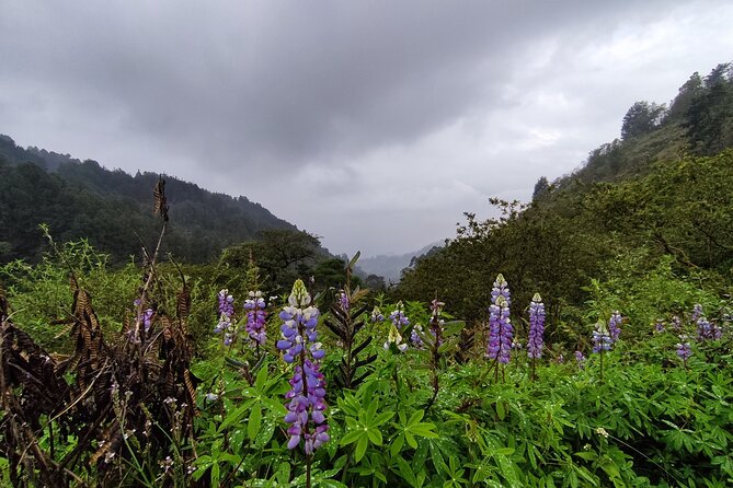 Hiking Mountains and Magical Forests - Choosing the right route for your legs