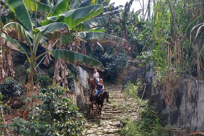 Horseback Riding Adventure from Medellin - Watching for macaws, monkeys, and hummingbirds