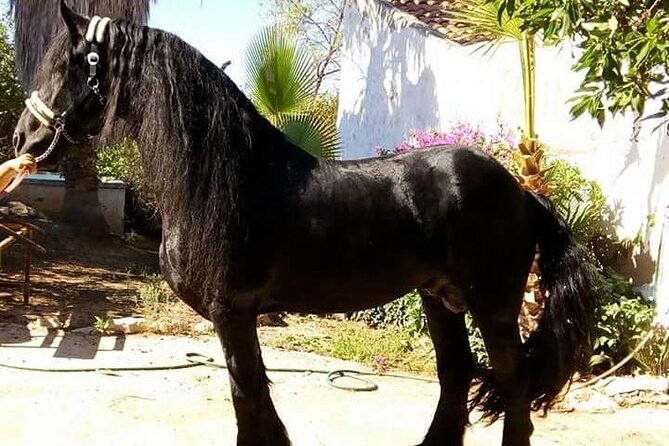 Horseback Riding in Cartagena (Spain) - Calblanque Regional Park on horseback