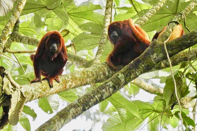 Howler Monkey Tour On The Barba Reserve - Bremen Of Philandia - Key points to know before you go