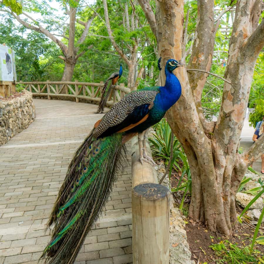 Isla Barú: Beach Club Access and Tour of the National Aviary - Leaving Cartagena and crossing the Barú Bridge