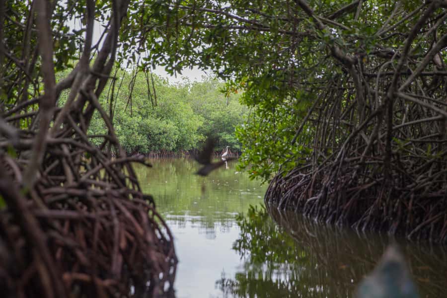 La Boquilla: 3-Hour Canoe Tour through the Mangroves - Entering the Mangrove Tunnels by Canoe