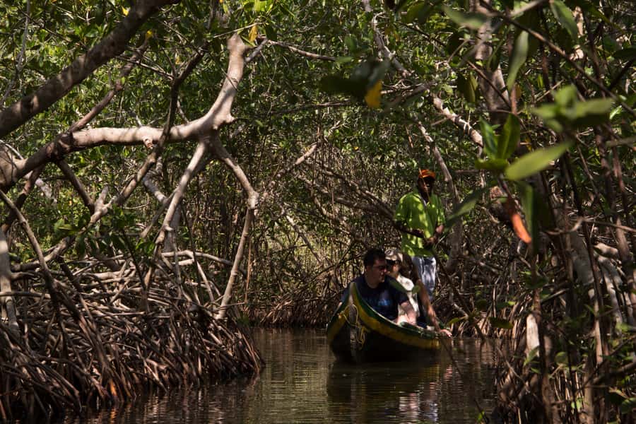 La Boquilla: 3-Hour Canoe Tour through the Mangroves - The Language Question