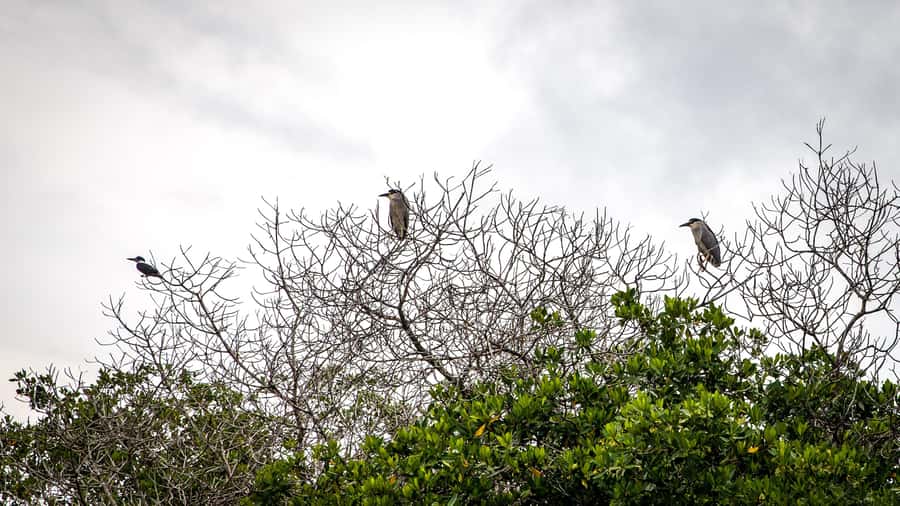 La Boquilla: 3-Hour Canoe Tour through the Mangroves - Who Will Like This Experience
