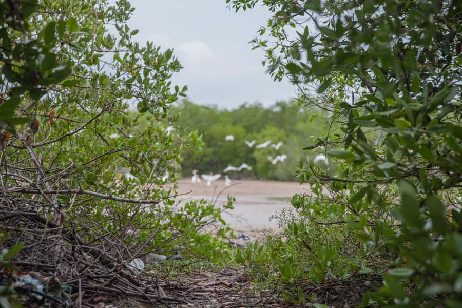 La Boquilla: 3-Hour Canoe Tour through the Mangroves - Booking Advice for a Smooth Morning