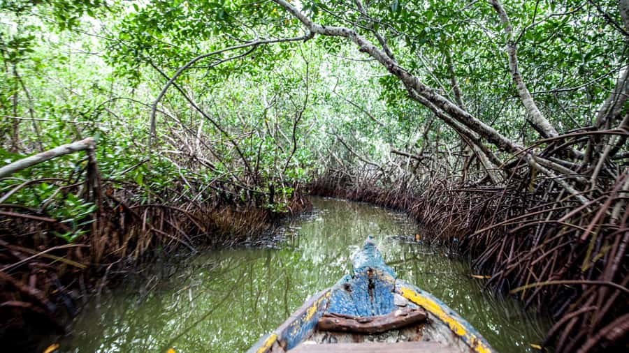 La Boquilla: 3-Hour Canoe Tour through the Mangroves - Should You Book the La Boquilla Canoe Tour?