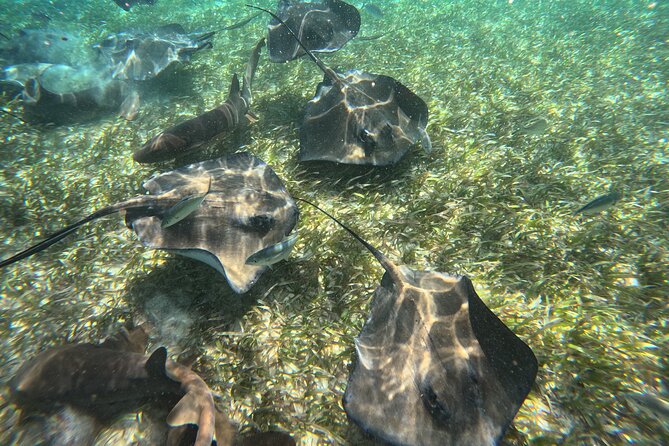 Let's snorkel Hol Chan the Best Marine Reserve in Belize - Shark Ray Alley: close encounters with nurse sharks