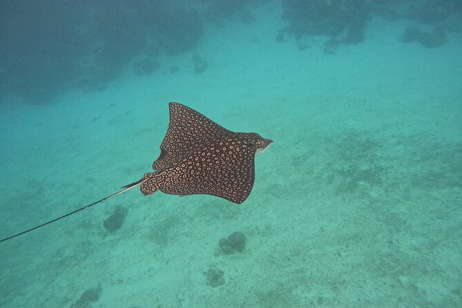 Let's snorkel Hol Chan the Best Marine Reserve in Belize - Tarpon Feeding Dock: a lively start