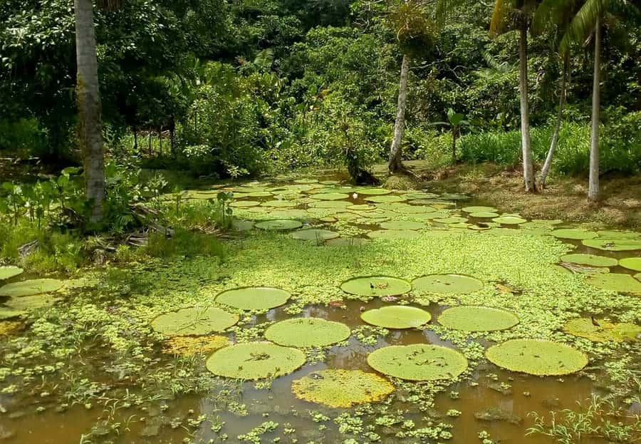 Leticia: Amazing Three Day Jungle Tours - Three Amazon days from Leticia to Puerto Nariño