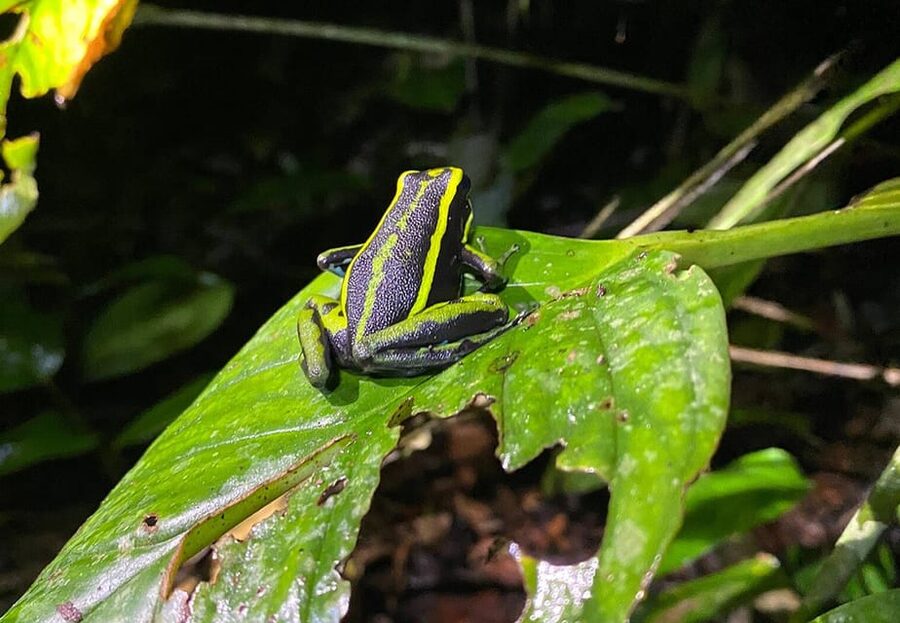 Leticia: Amazing Three Day Jungle Tours - San Antonio and the Amazon River on day two