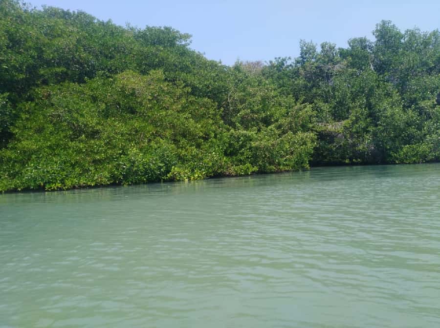 Mangroves, cultural fishing, black heritage town and lunch - Through the mangrove channels by boat