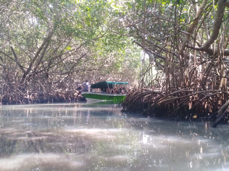 Mangroves, cultural fishing, black heritage town and lunch - Lunch with coconut, seafood, and Caribbean seasoning