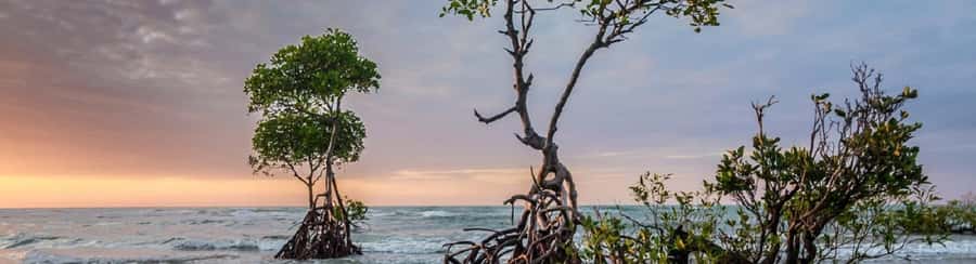 Mangroves, cultural fishing, black heritage town and lunch - A short beach walk before returning to Cartagena