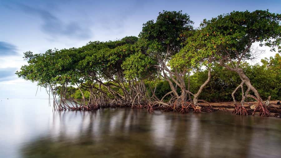 Mangroves, cultural fishing, black heritage town and lunch - Is $49 a fair price for three hours?