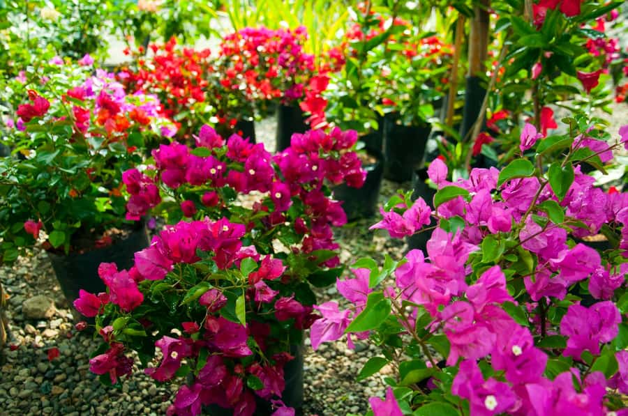 Medellín: Botanical Garden and Arvi Park City Tour - Who should choose this Medellín outing