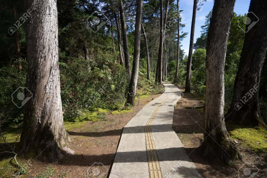 Medellín: Botanical Garden and Arvi Park City Tour - Walking Arví Park’s forest trails