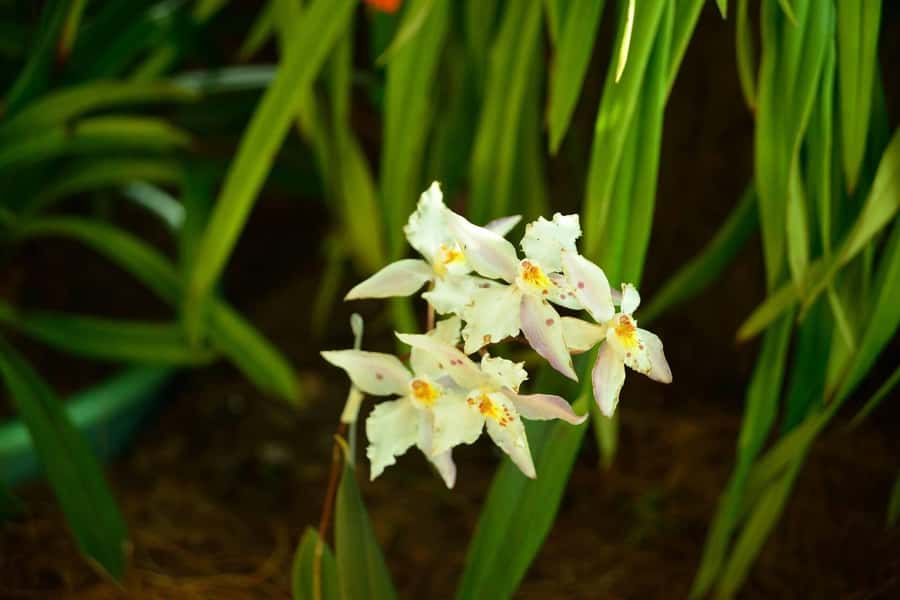Medellín: Botanical Garden and Arvi Park City Tour - What the $85 price includes