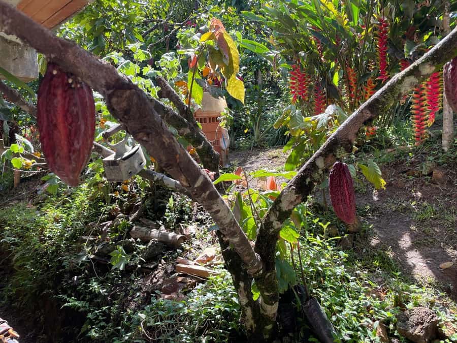 Medellín: Chocolate Tour & Exfoliation in beautiful river - Should you book the cacao and waterfall tour?