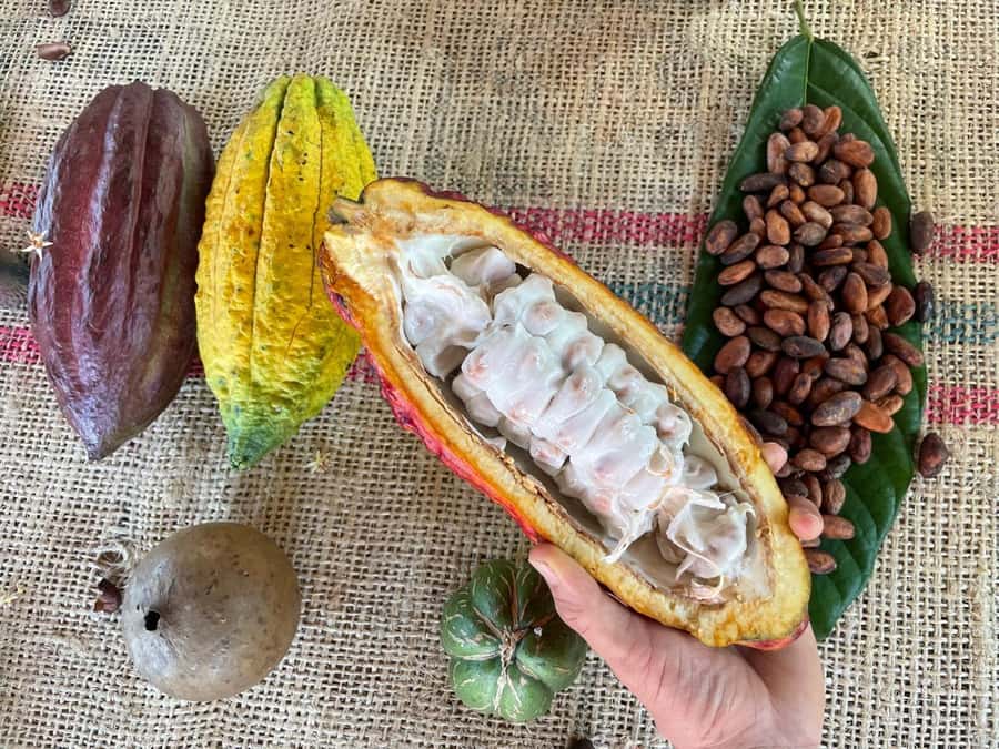 Medellín: Chocolate Tour & Exfoliation in beautiful river - Learning why cacao quality begins in the field