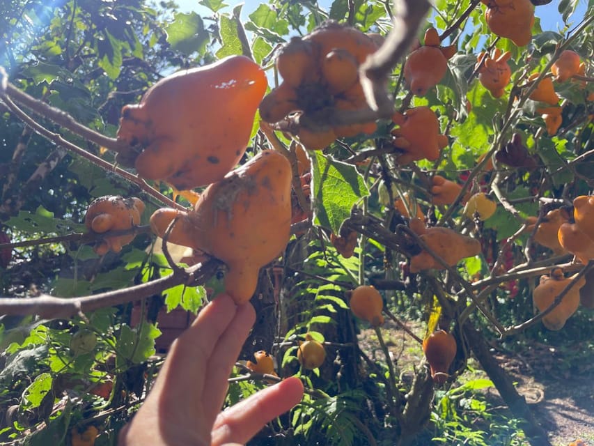 Medellín: Chocolate Tour & Exfoliation in beautiful river - Making your own bar instead of just buying one