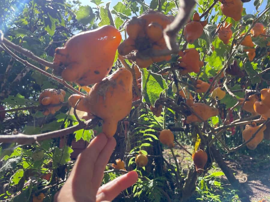 Medellín: Chocolate Tour & Exfoliation in beautiful river - What the $170 price really covers