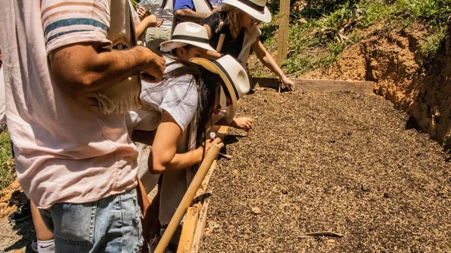 Medellin: Coffee and fruit tour - Who will get the most from this experience