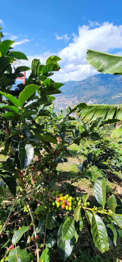 Medellin: Coffee Farm Tour & Spa with Overnight Glamping - Is $1,705 per person a fair price?