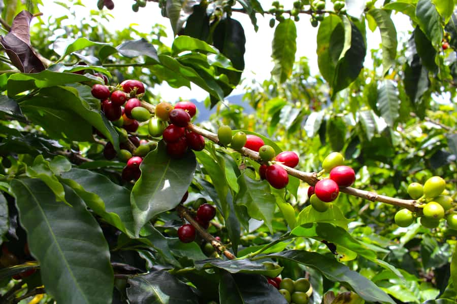 Medellín Coffee Farm Tour with Trolley and Cable Car Ride - Picking coffee berries with your own hands