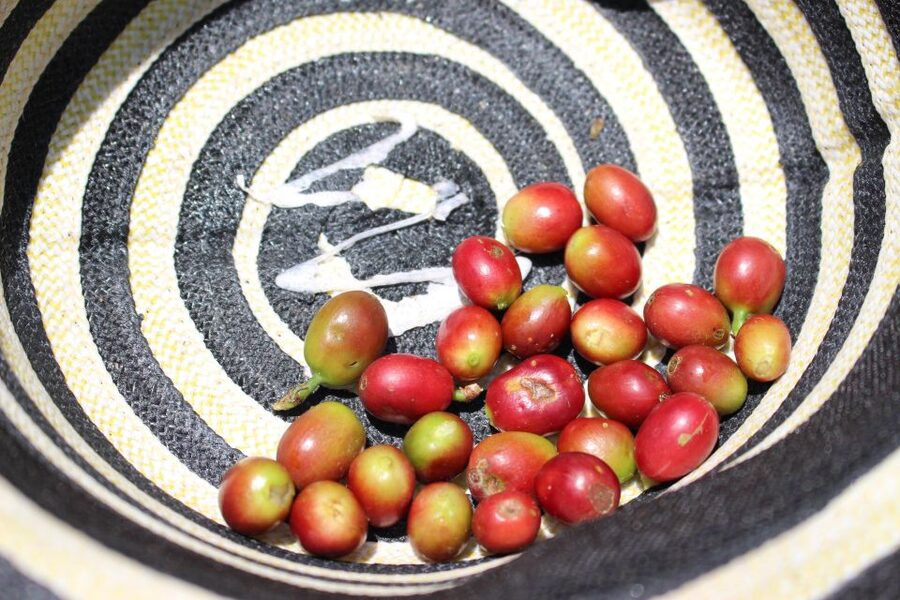 Medellin: Coffee Tour with Hotel Transfers and Meals - Coffee tasting with several brewing methods
