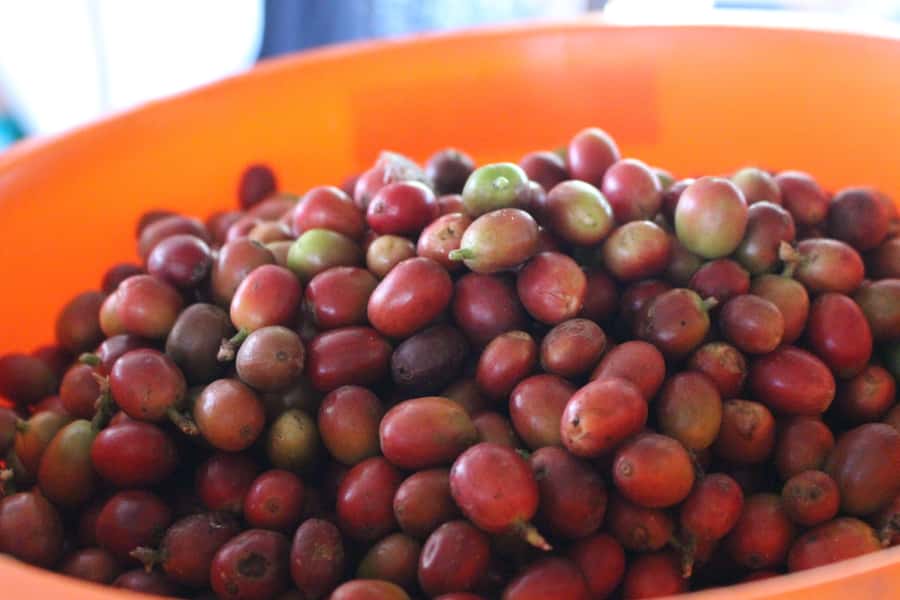 Medellin: Coffee Tour with Hotel Transfers and Meals - Group size, pace, and the walking